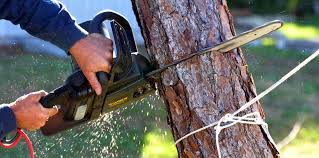 Best Commercial Tree Services  in Newtown, OH